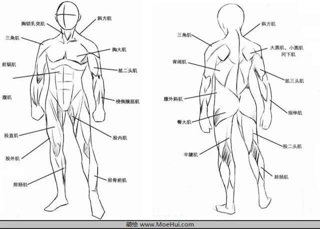 记清楚这些肌肉的名称,位置,形态,对于我们绘制合理准确的人体有很大