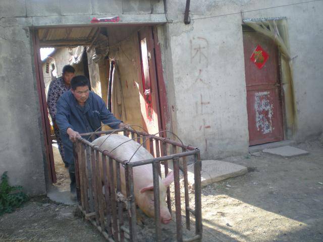 农村养猪户都用钢管焊了一个铁笼子,专留着装猪,卖猪.