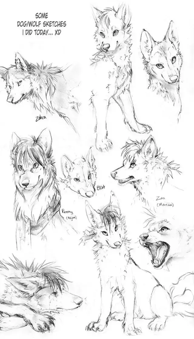 不会画狼的同学可得好好看一下了, 这里有几十张专门研究怎么画狼的