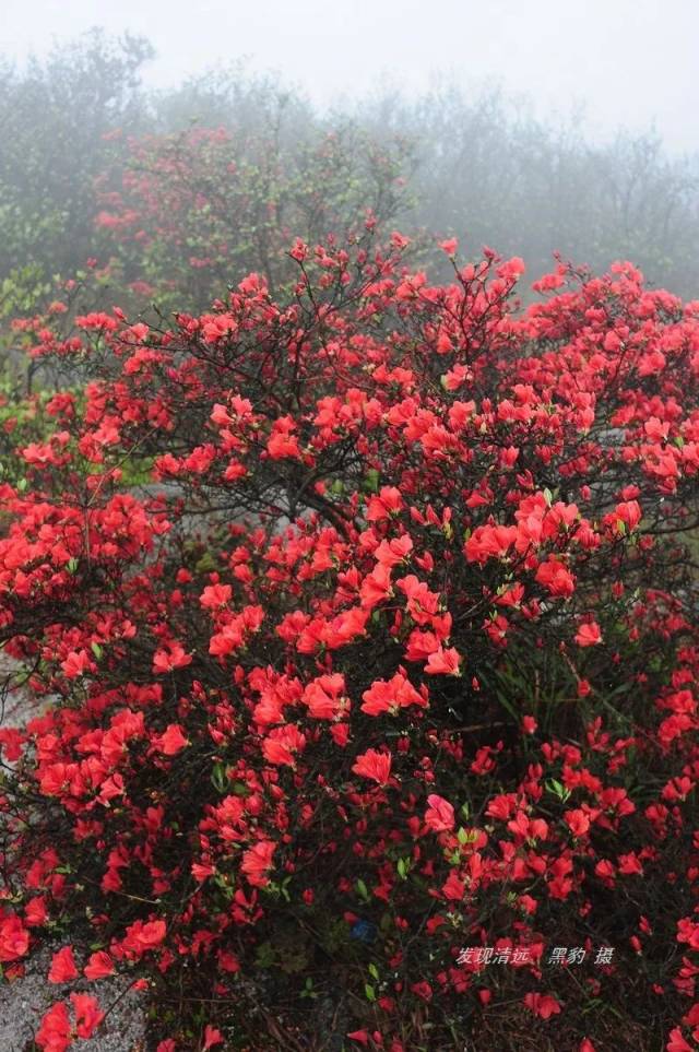 浓雾中,星星点点的红色杜鹃花, 已在一瞬间夺去了我们的眼神.