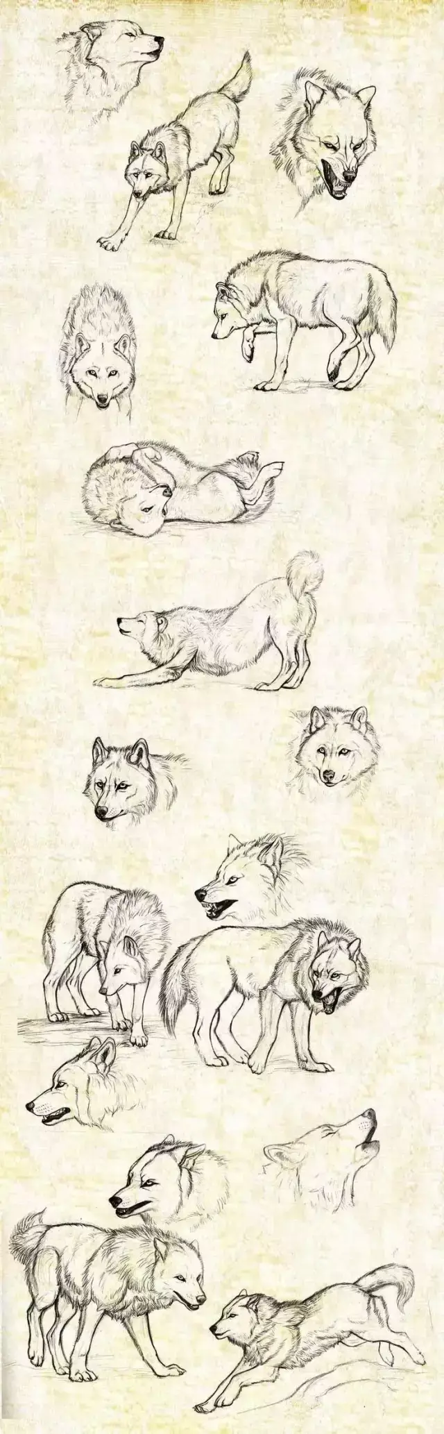 狼的画法研究图片,不会画狼的同学赶紧收藏吧!