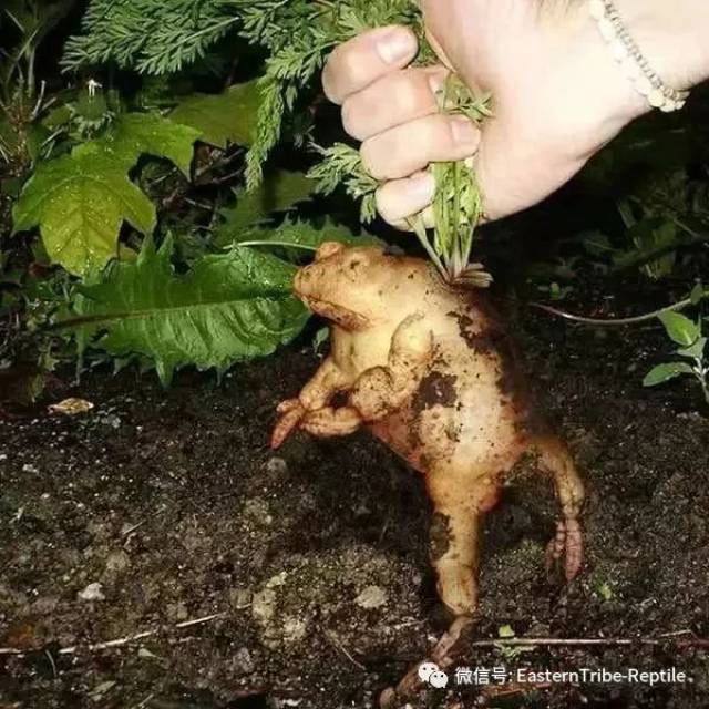 草莓青蛙,颜色越鲜艳越甜.