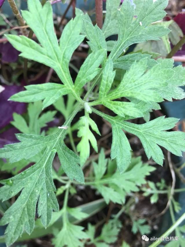小智的清明节/ 自制艾叶团子