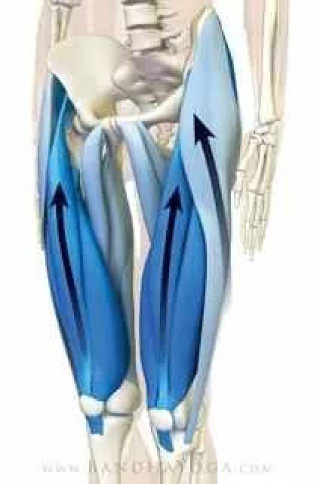 大腿肌肉收紧 大腿前侧的股四头肌以及 髋内侧的内收肌群外侧的髋外展