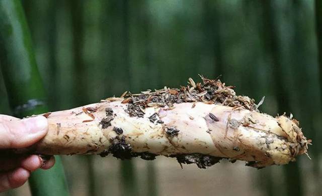 笋是怎么长出来的 a65efe3898234a19a5c87622ba36b4ec.jpeg