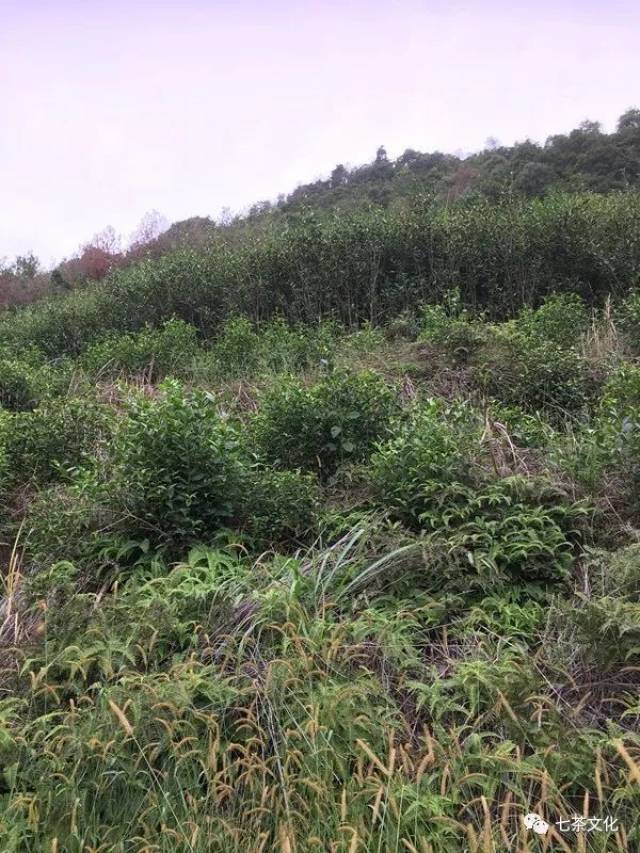 拼团丨荒山茶:生于山野,盛于杯盏