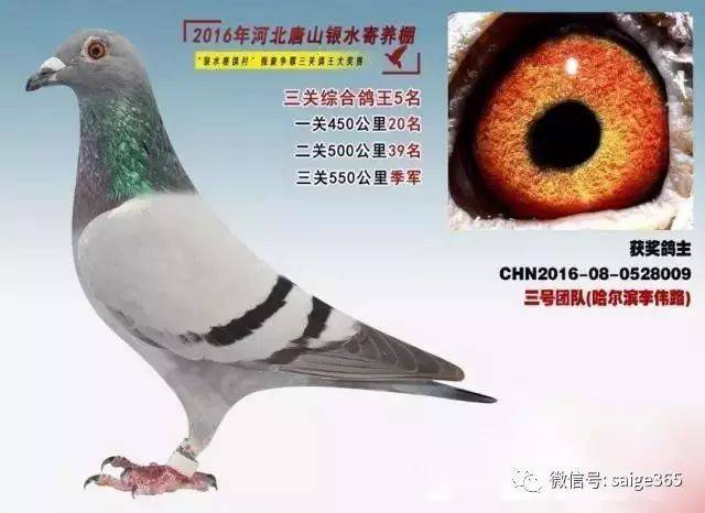 他们的使用方法是,将鸽子训放到位,并自然调整状态至高峰,临上笼时,滴