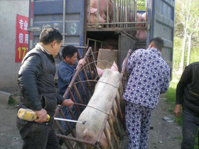 "买猪的客商向大家招呼,然后,用电棍一戳猪的屁股,猪一惊吓,窜到了车