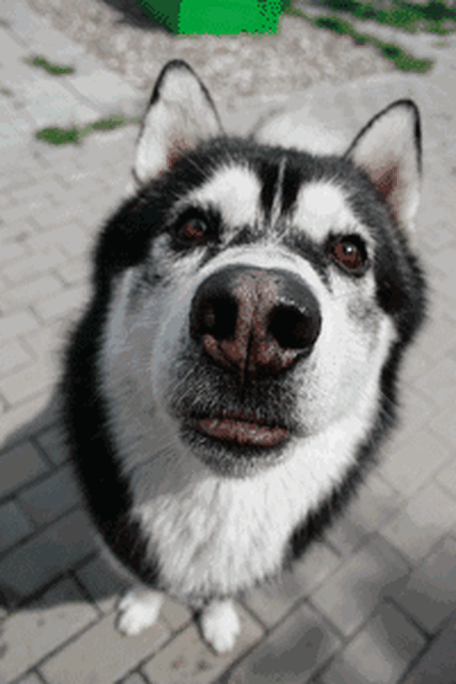 专家介绍: 2007年毕业于华中农业大学,进入小动物临床,至今有十余年