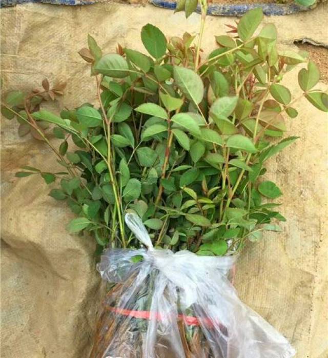 春季做好月季的管理养护很重要(图1) 春季做好月季的管理养护很重要(图1)