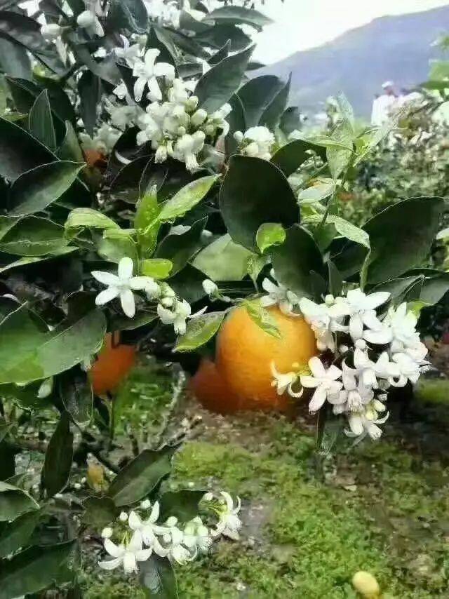 伦晚脐橙属于橙子中的晚熟品种,每年三四月间开花,次年三四月间才能