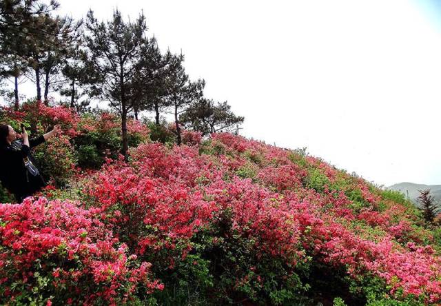 武汉市黄陂云雾山漫山杜鹃花万紫千红迎新春