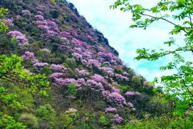 唐家河紫荆花之恋!