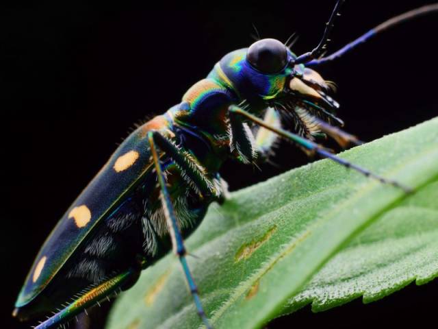 虎甲属于鞘翅目肉食性昆虫