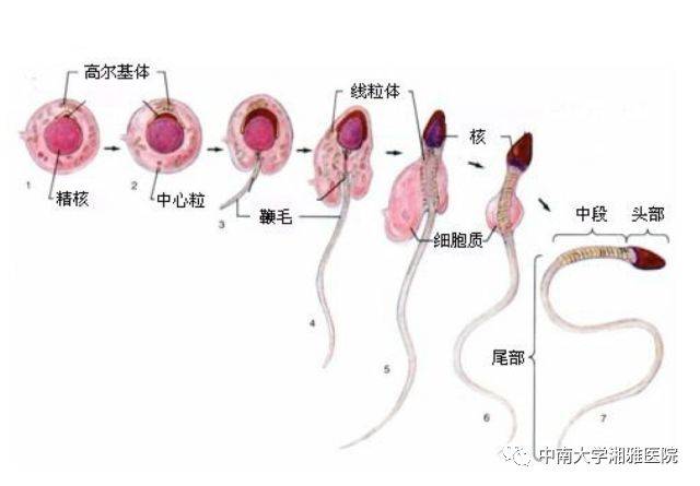 什么是精子什么是卵子 4c19f0cbb4e14601bbec3a05267e3520.jpeg