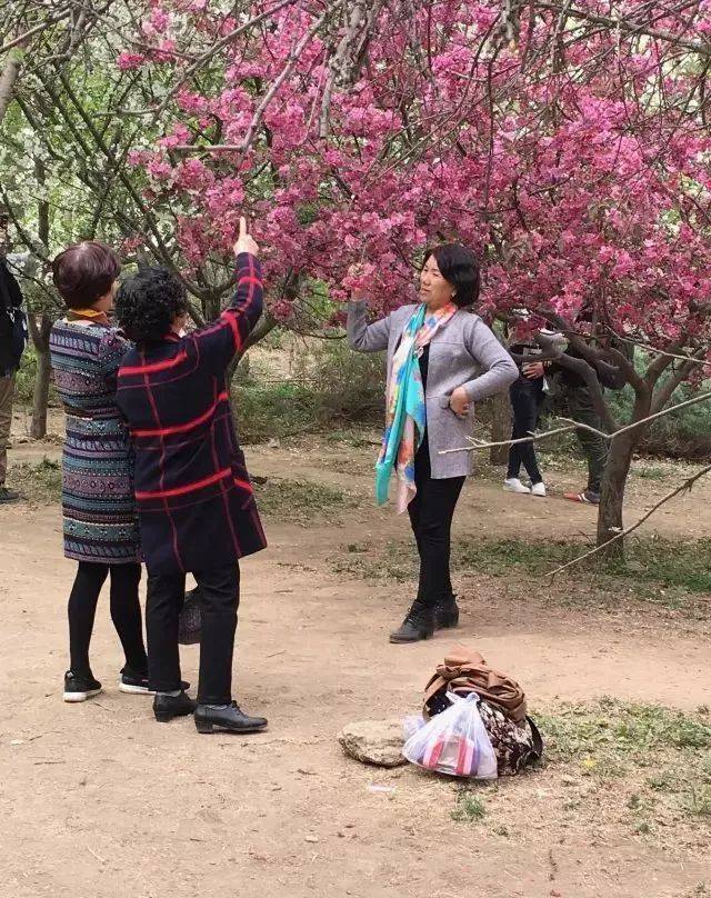 清明赏花的北京大妈,您的纱巾美到我了!