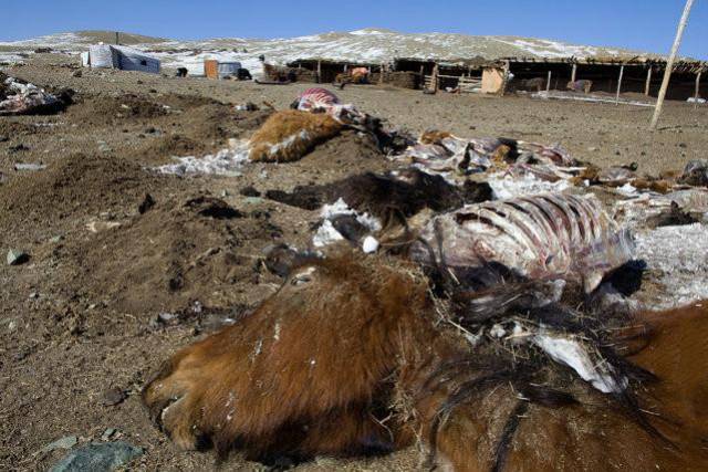 世界最寒冷的国家与我国相邻,到处是冻死的牲畜,人住下水道取暖