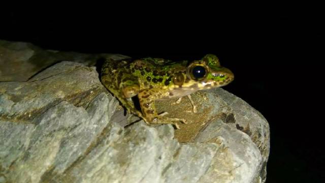 青蛙吃虫_小鸟吃虫卡通_青蛙吃虫卡通-圈子花园图片
