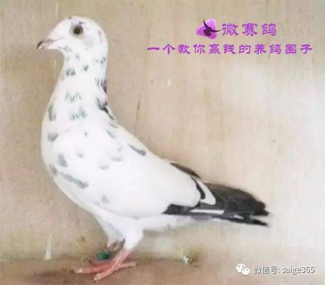 天落鸟中有好鸽,问题在于如何选择,初养赛鸽者,先饲养天落鸟是培养鉴