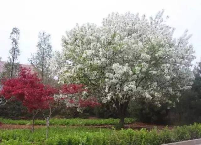 春雪海棠 树态较高大,树冠圆而紧凑,形态丰满美观,叶片亮绿色,椭圆形