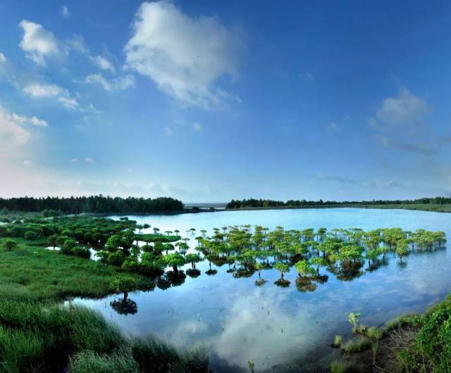 钦州红树林湿地