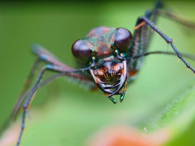 虎甲属于鞘翅目肉食性昆虫