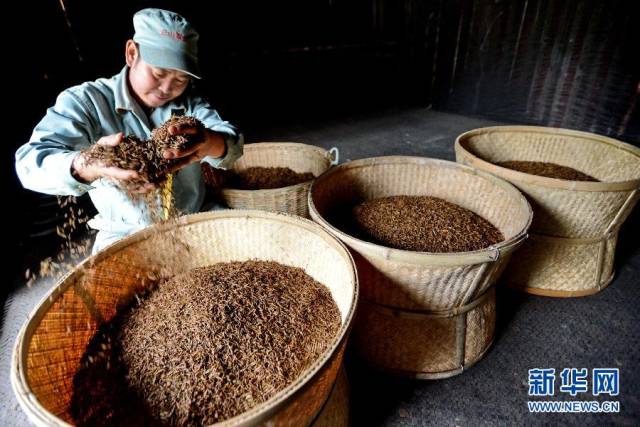 武夷山正山堂茶业有限公司工人在制作红茶"金骏眉"过程中用传统工艺