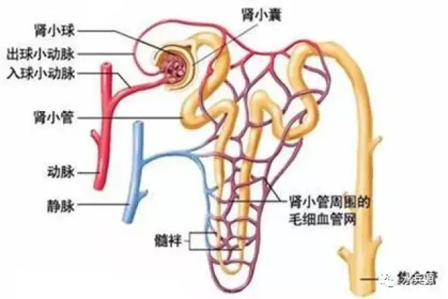 主要通过肾小球滤过功能和肾小管重吸收和分泌功能实现上述功能.