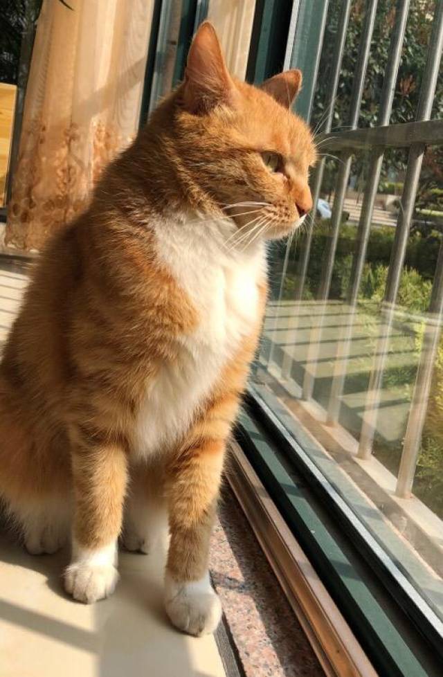 猫咪真的是一种很可爱的小动物,虽然很多时候非常高冷,但是也不乏被
