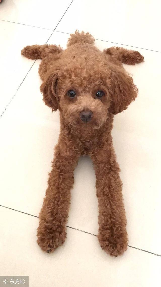 泰迪处于尴尬期(也就是高速生长发育阶段)显得瘦是正常的,只要慢慢到
