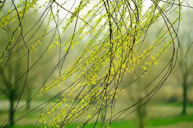 垂柳依依拂清风, 百花朵朵芬芳浓.