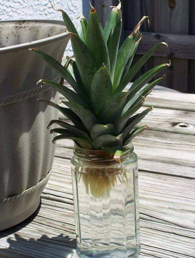 4种植菠萝