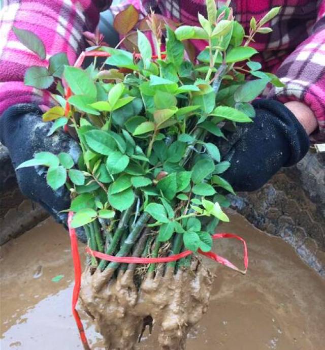 春季做好月季的管理养护很重要(图2) 春季做好月季的管理养护很重要(图2)