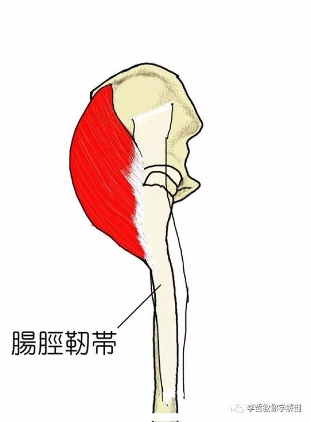 肌肉功能图解系列(1)---臀大肌