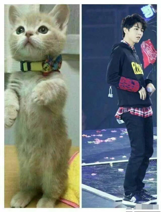 王俊凯你上辈子是只猫吗?真的好像啊!
