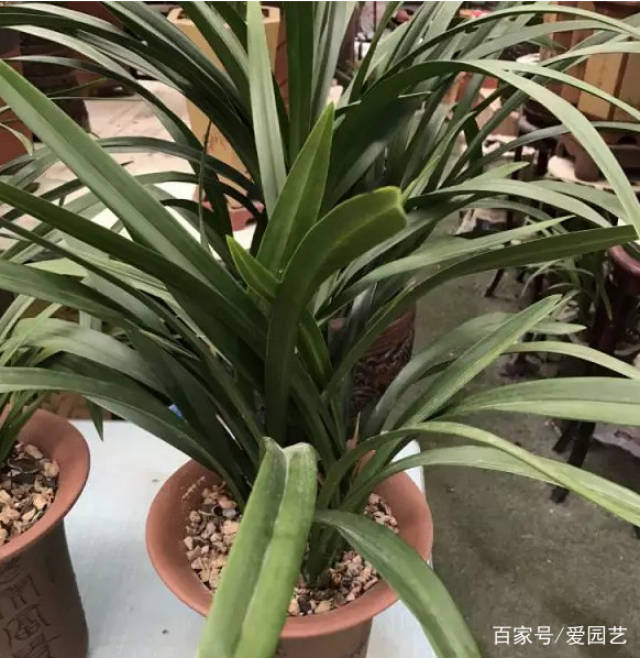 解决办法: 把兰花移到阴凉通风的地方养护,如果叶片有灼伤,就剪掉伤图片