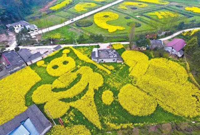 重庆油菜花田 八卦图案