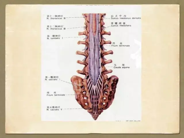 扁鹊生物科技【科普】脊椎解剖与影像学