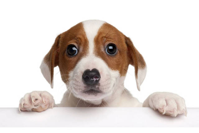 怎么教狗狗不乱拉屎 578e91161178461fb2e709faa776d4b0.jpeg