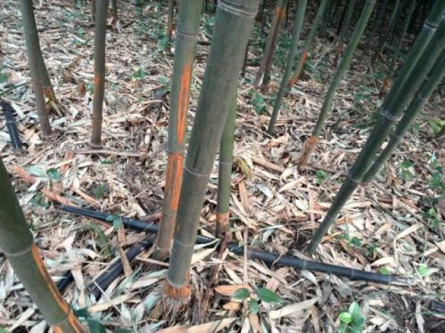 刮除病斑法  在竹林中发现有竹秆锈病病株时,除了及时清理病竹以外,可