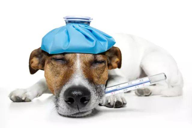 犬瘟是本病的主要自然宿主,各年龄和不同性别的犬都易感,但幼犬的易