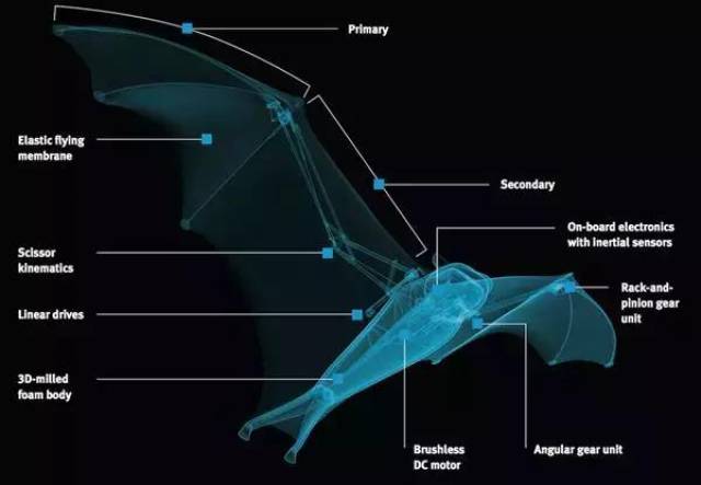 3d打印飞狐是什么鬼?半自动仿生机器蝙蝠,翅膀超过7英寸