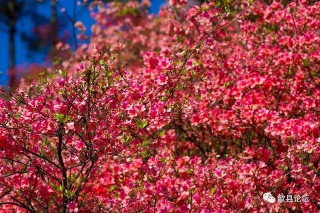 岭上开遍映山红——歙县紫金山万株杜鹃花开,高清组图