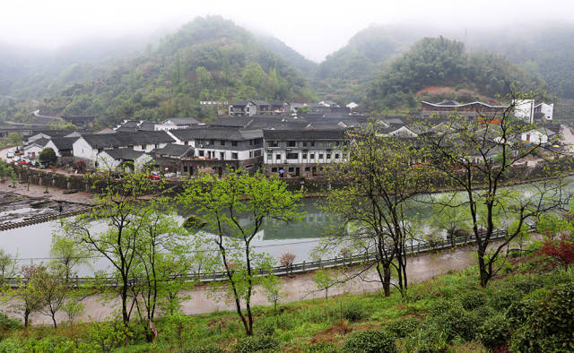 宁波赏樱地之十三:章水李家坑,樱花带雨