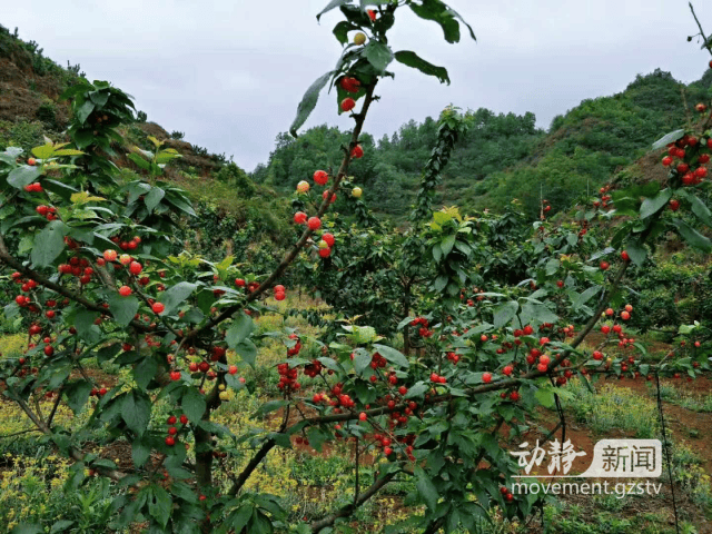 镇宁樱桃预计6天后全面上市,今年的产量,售价是