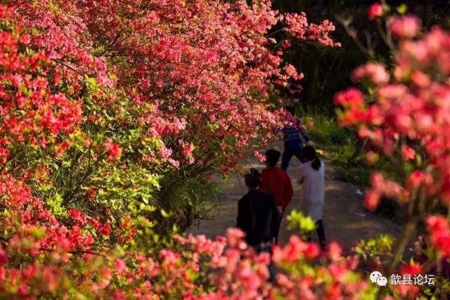 岭上开遍映山红——歙县紫金山万株杜鹃花开,高清组图