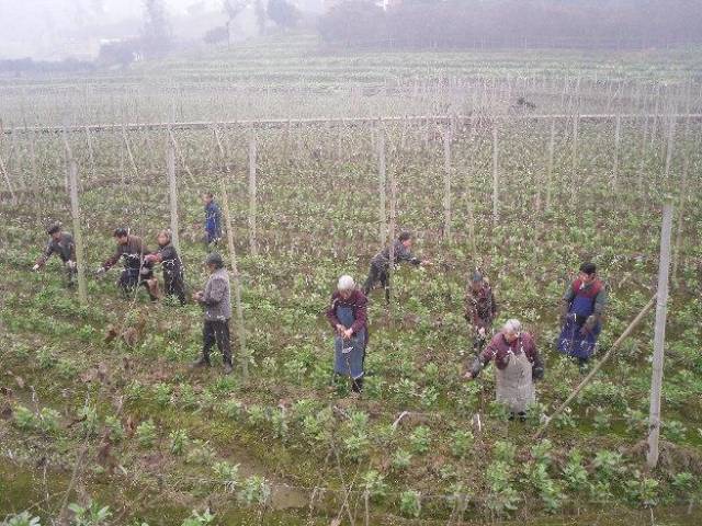 频振式杀虫灯等无害化技术怎样防治最常见的三种葡萄虫害