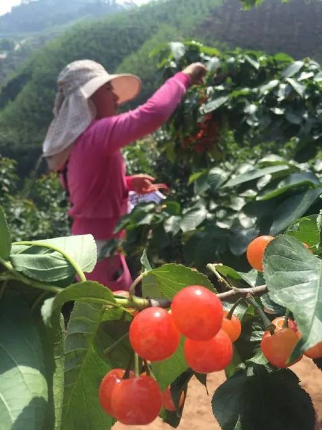 这周就约悦来乡摘樱桃吧 特别要说一下的是,潘家园农场种植了两种樱桃