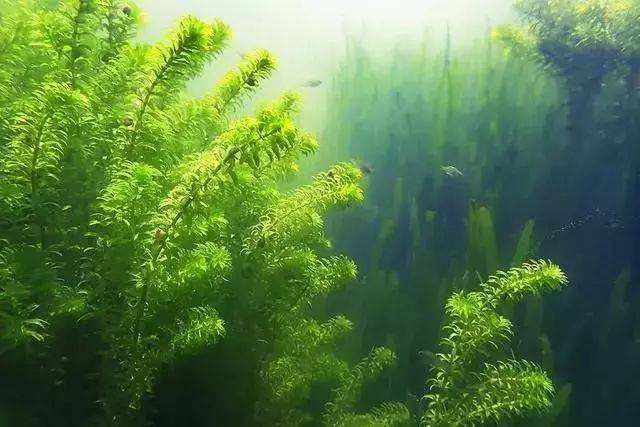 而水下植被则更加丰富,与虾兵蟹将配合形成"水底森林",展现了参差