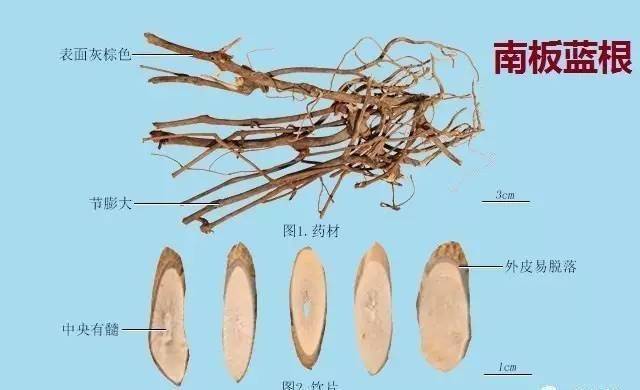 中草药图谱大全价格 2a39405e628044c5a225010d0d9392aa.jpeg